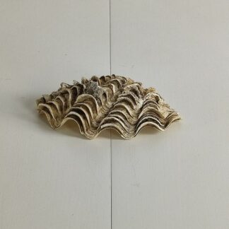 Голяма мидена черупка